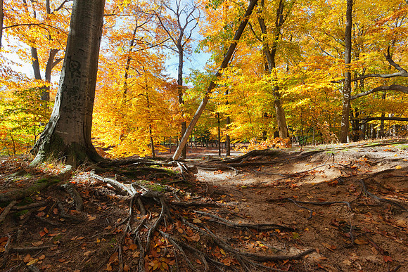 Twisted Tree Roots