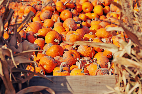 Autumn Pumpkin Harvest