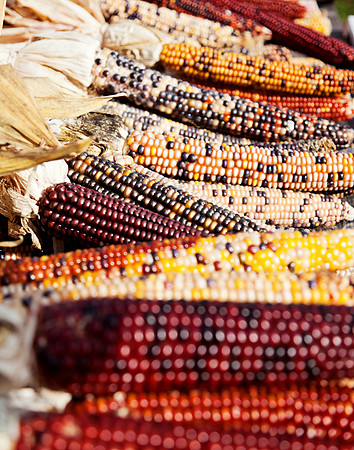 Maize Corn