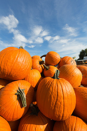Giant Pumpkins for Sale