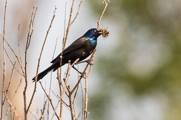 _S237673-Grackle Food