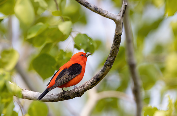 _S234816-Scarlet Tanager