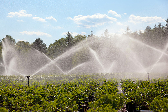 Watering Plants at Garden and Nursery Center