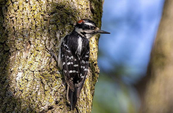 _S238901-Downy