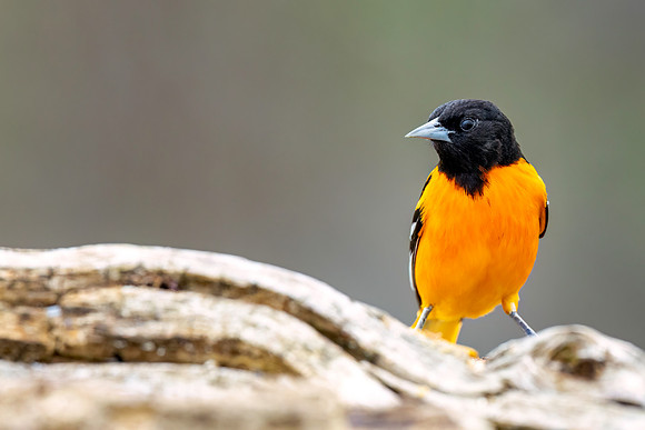 CMS_5158-Oriole