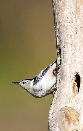 CS237199-Nuthatch
