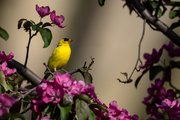 _S237815-Yellow Finch