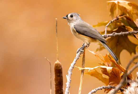 CS211298-Tit
