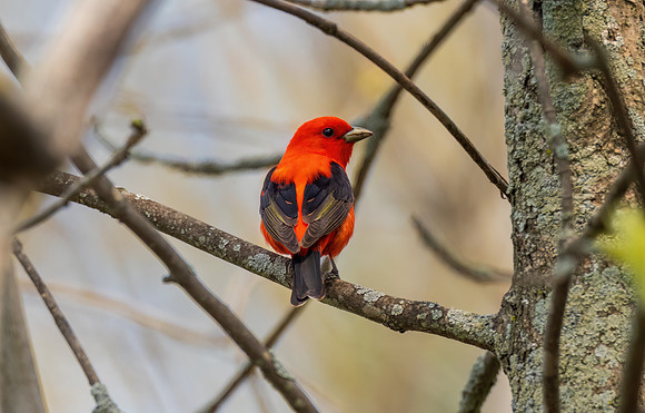 _S233345-Scarlet Tanager