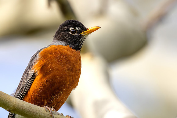 _S237447-Robin