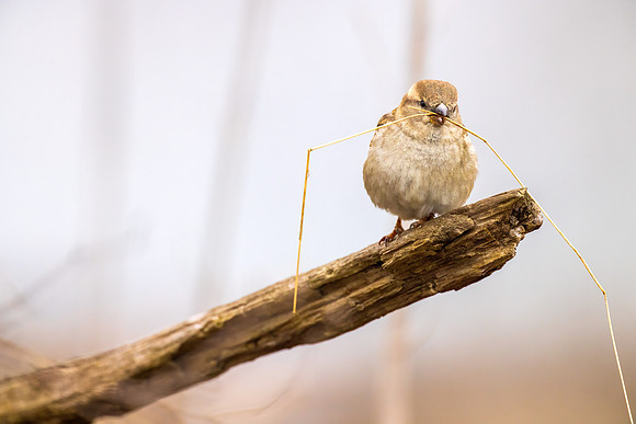 _S235937-Sparrow with Twig