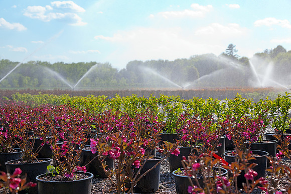 Watering Plants at Garden and Nursery Center