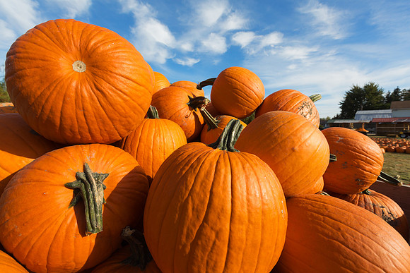 Giant Pumpkins for Sale