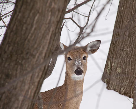 Winter Whitetail