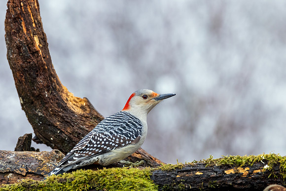 CS218685-Female RB Woodpecker