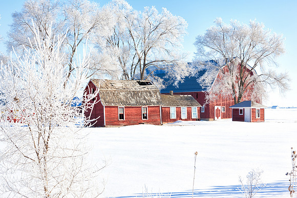 Morning Frost and Red Barns