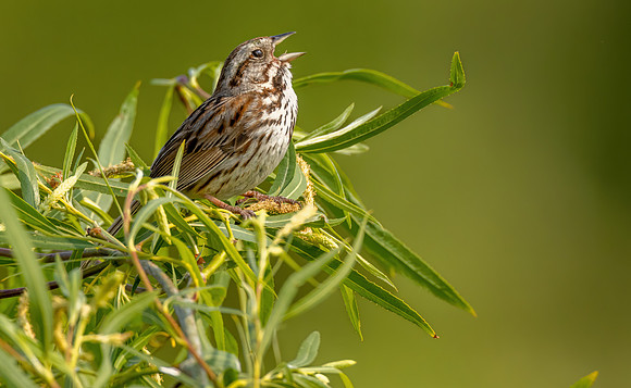 _S239600-Song Sparrow