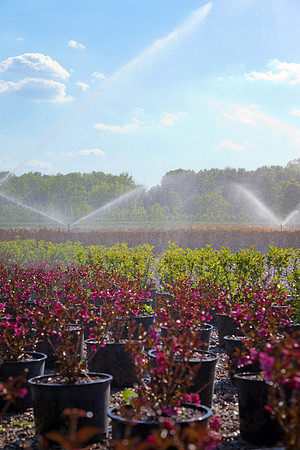 Watering Plants at Garden and Nursery Center