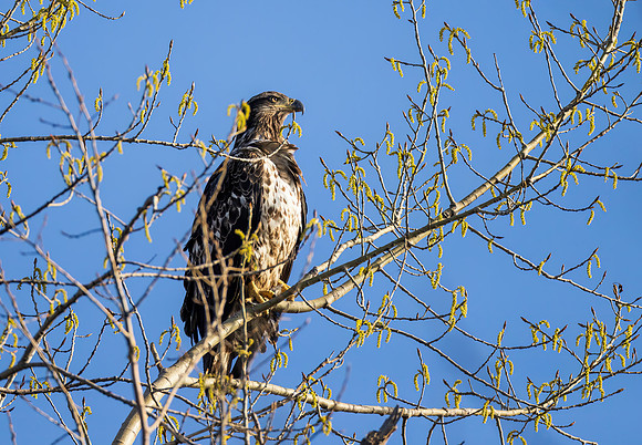 _S236363-Jr Eagle