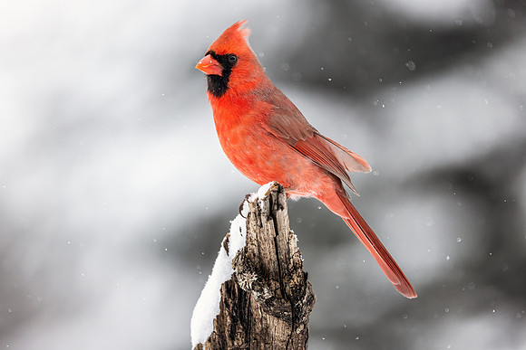 Cardinal Male CS210659-