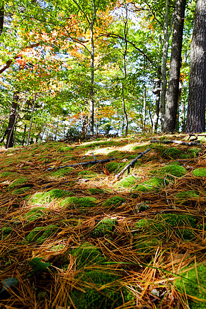 Moss and Needles