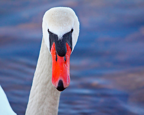 Mute Swan