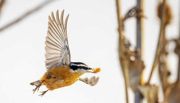 CS217864-RB Nuthatch
