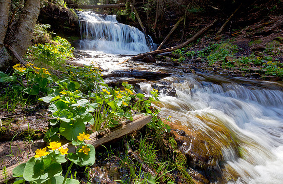 Marsh Marigolds at Wagner Falls - Munising Michigan