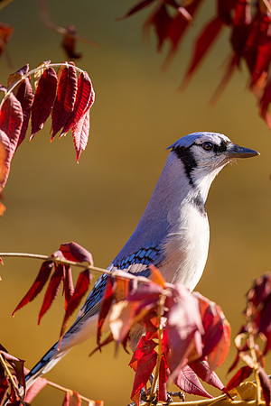 CS210256-Blue Jay