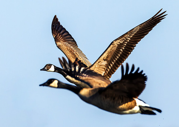 _S217259-Geese