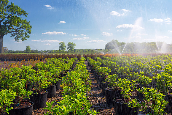 Watering Plants at Garden and Nursery Center