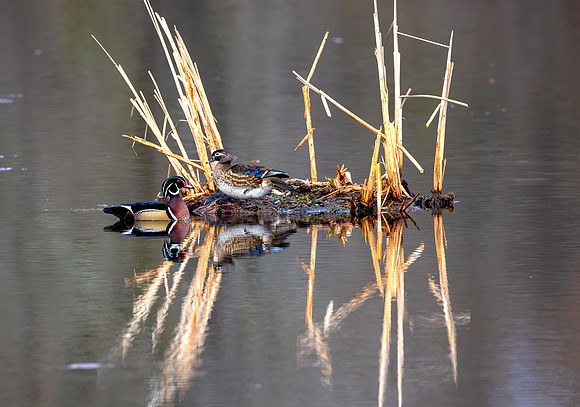_S236402-Enhanced-Wood Ducks