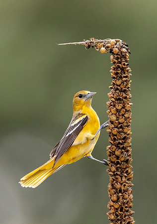CS233388_F-Oriole