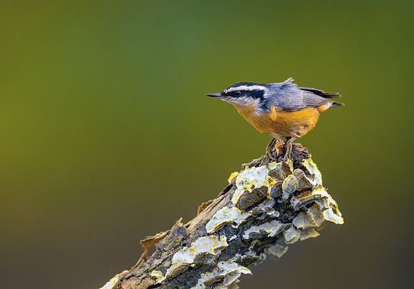 CS213054-RB Nuthatch