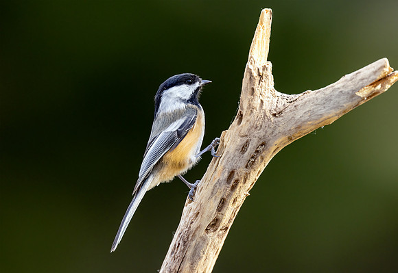CS213149-Chickadee