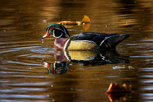 _S239082-Wood Duck - Male y