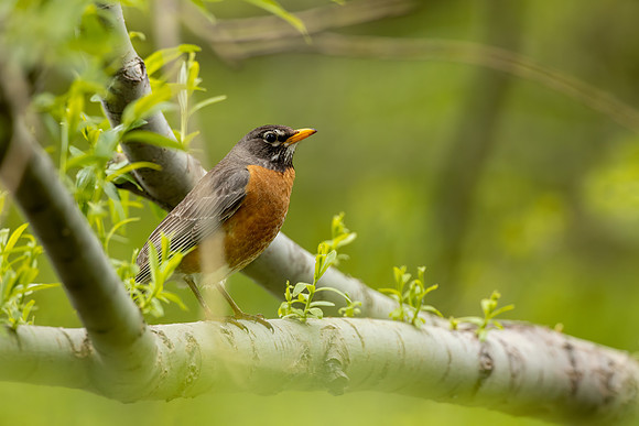 _S231486-Robin