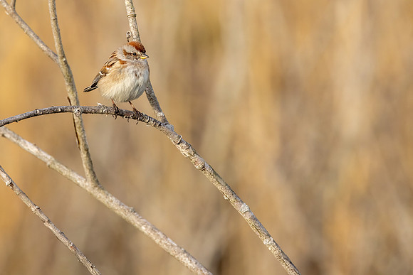 _S234425-American Tree Sparrow