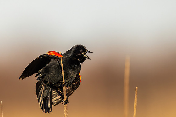 _S219017-Red Wing Blackbird