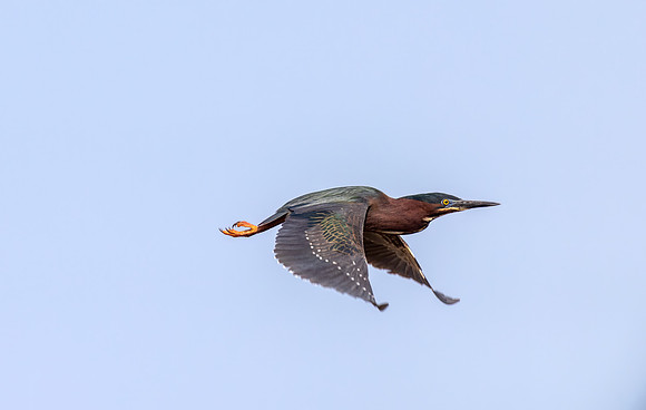 _S237541-Green Heron