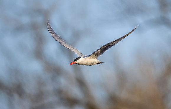 _S230381-Tern in Flight