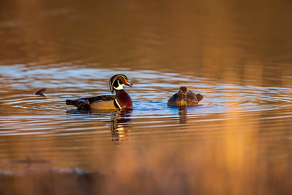 _S234956-Wood Ducks