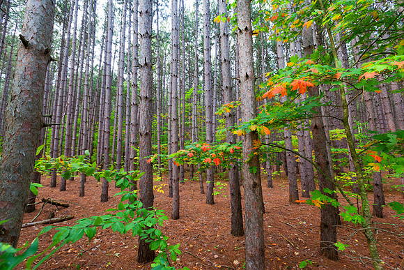 Pine Plantation Forest on Pierce Stocking Scenic Drive