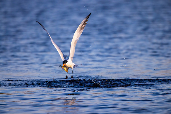 _S235890-Tern with Catch