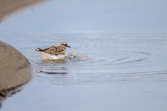 _S231450-Killdeer