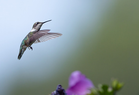 _S230211-Hummer