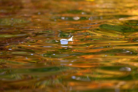 Swan Feather on Lake