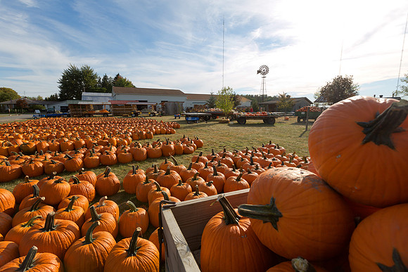 Giant Pumpkins for Sale
