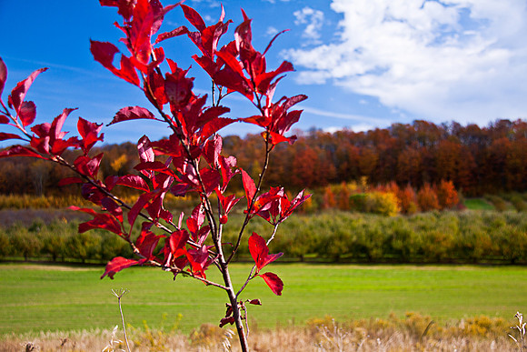 Autumn Orchards