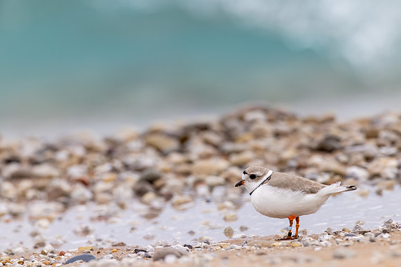 _S230817-Plover